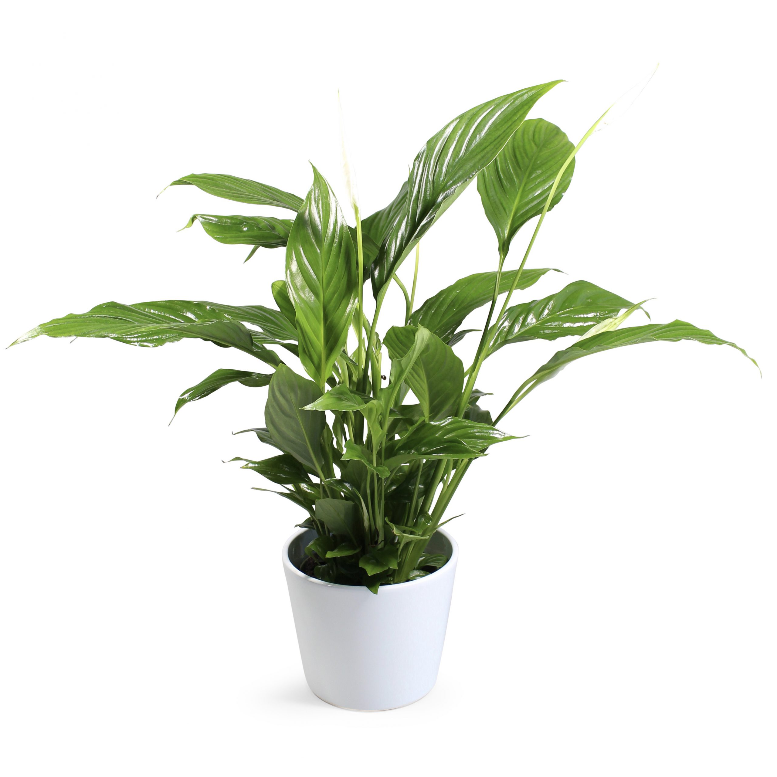 Plant-bezorgen-eindhoven-bloemist-