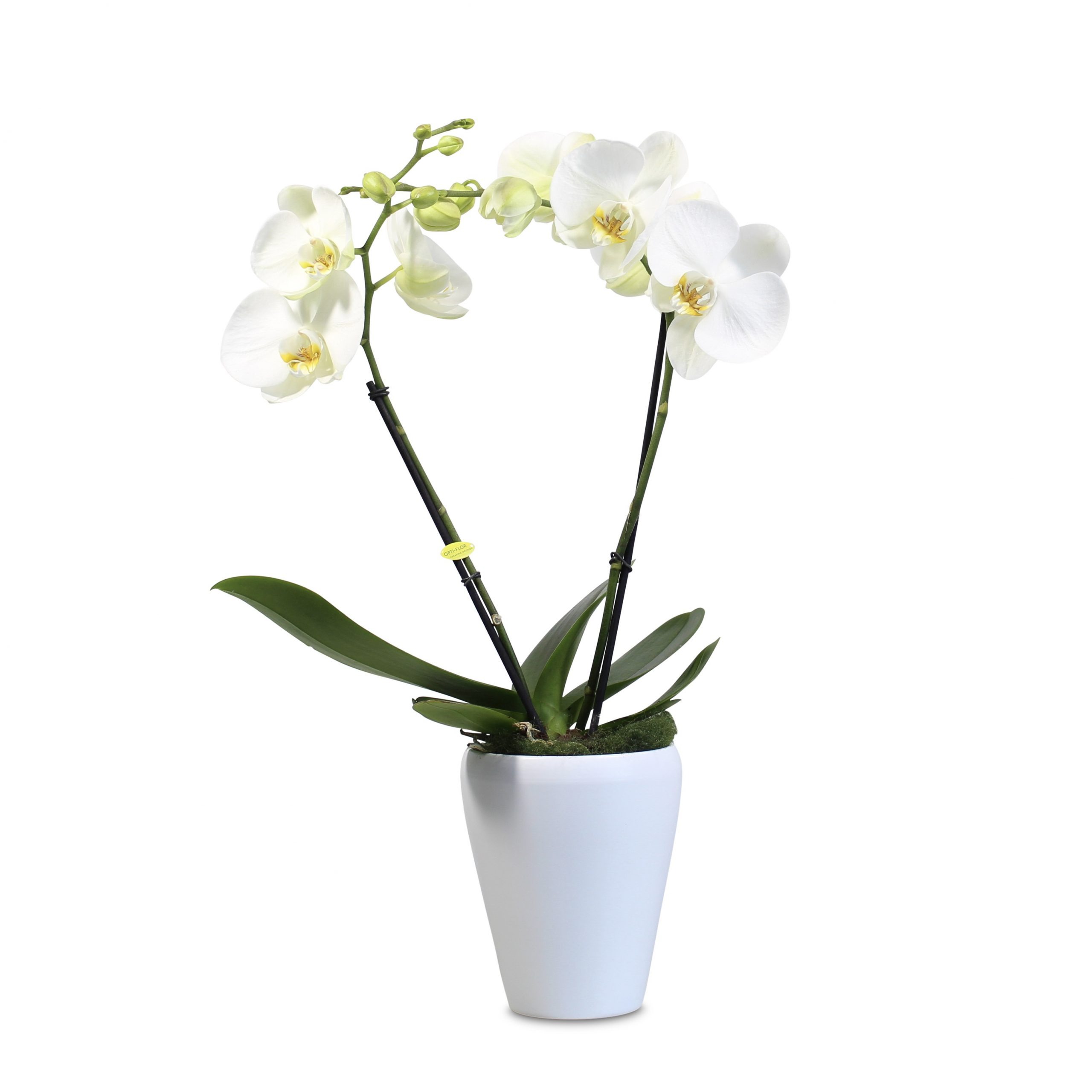 orchidee-bloemist-eindhoven-bloemen-bezorgen
