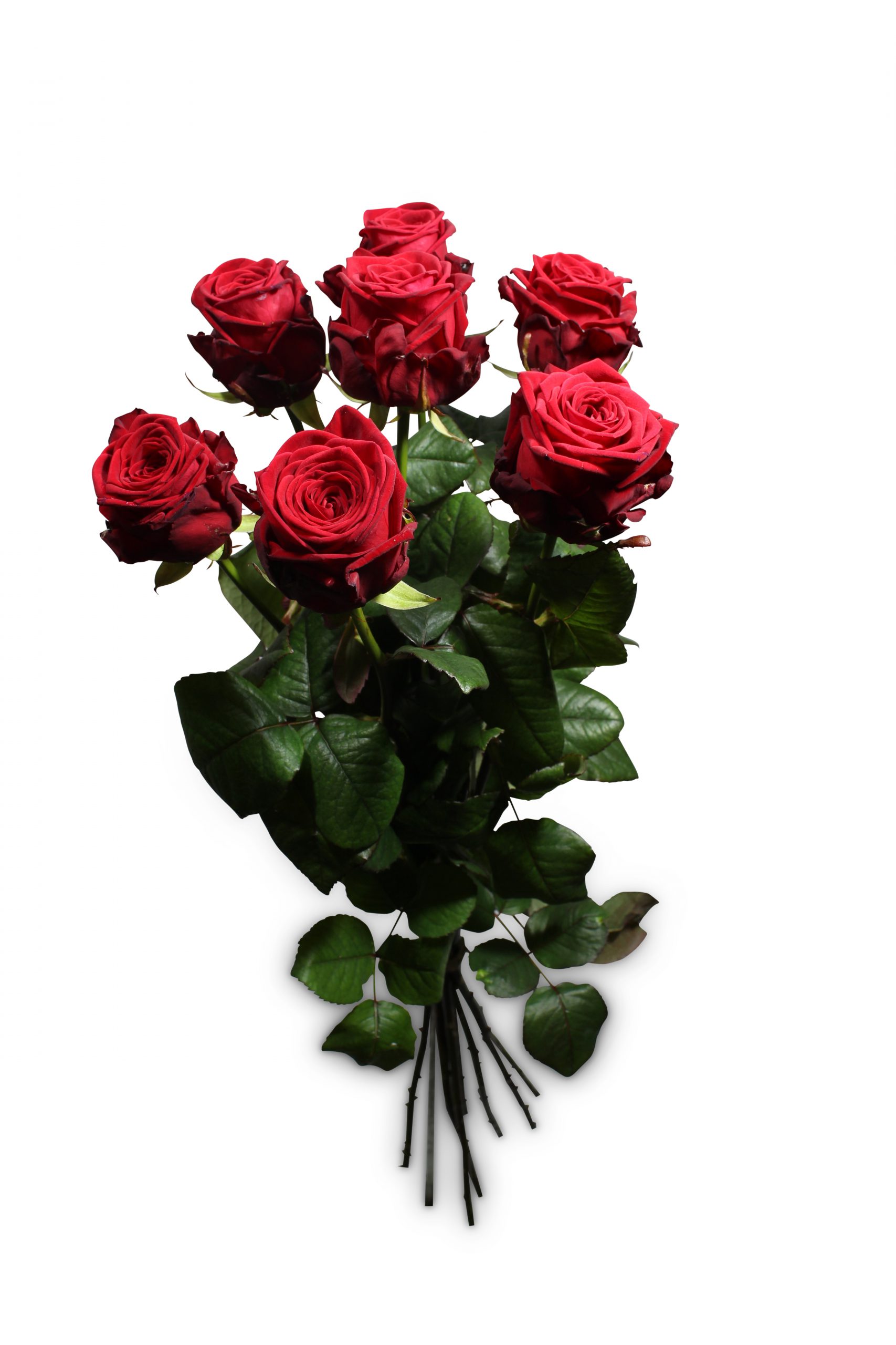 roos-rozen-red-bloemen-bezorgen-bloemist-eindhoven-017