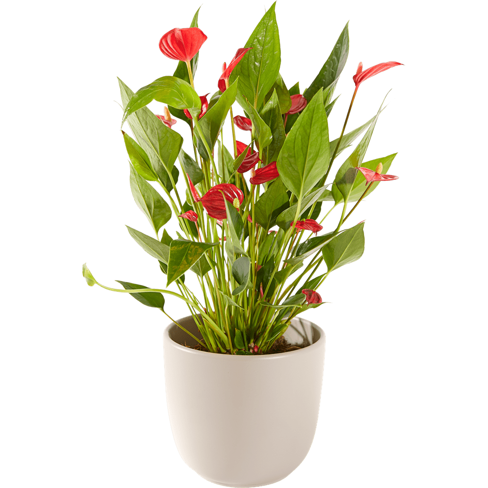 300822101-Anthurium-v